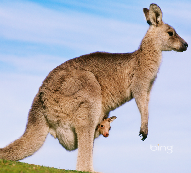 Australia and Fiji (PER-ADL-KGC-SYD-AYQ-MEL-FIJI) — 19